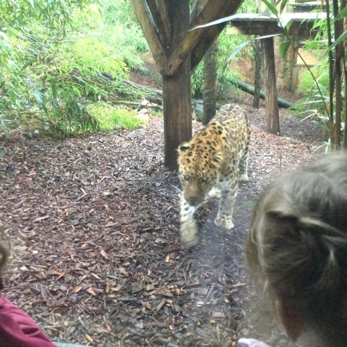 Colchester Zoo